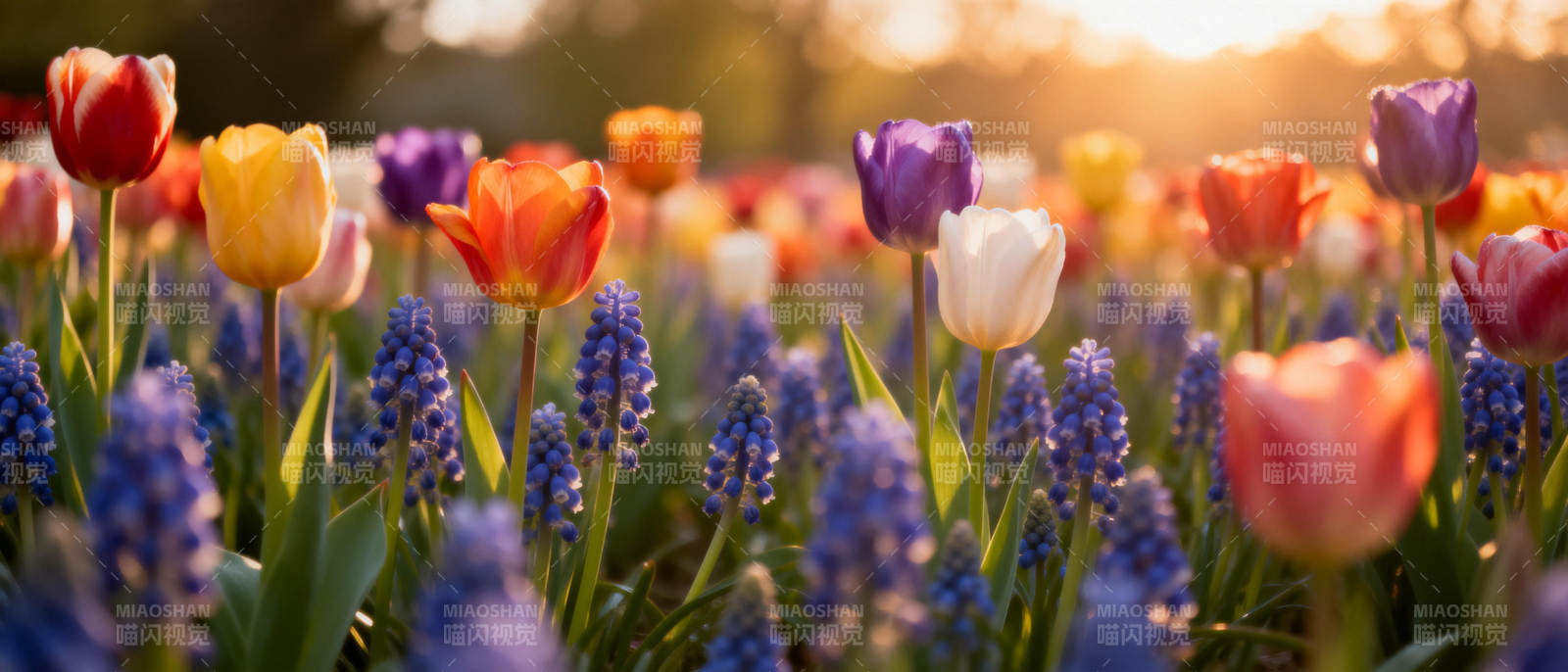 春日花海绽放图片