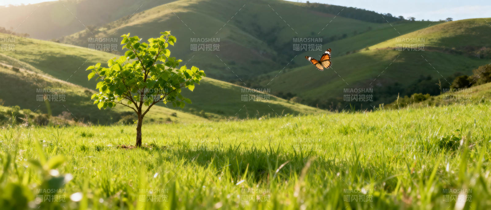 绿野孤树蝶飞舞图片