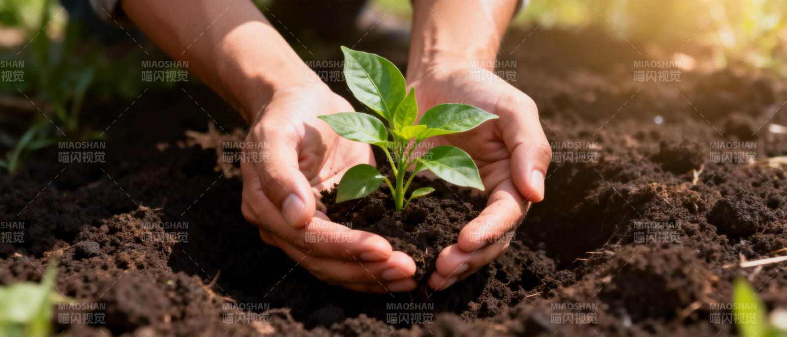 双手呵护幼苗图片