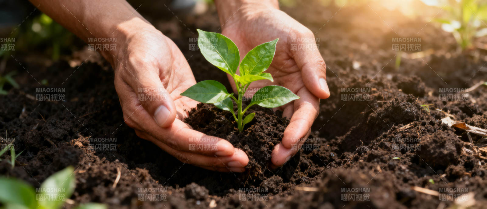 双手呵护幼苗成长图片