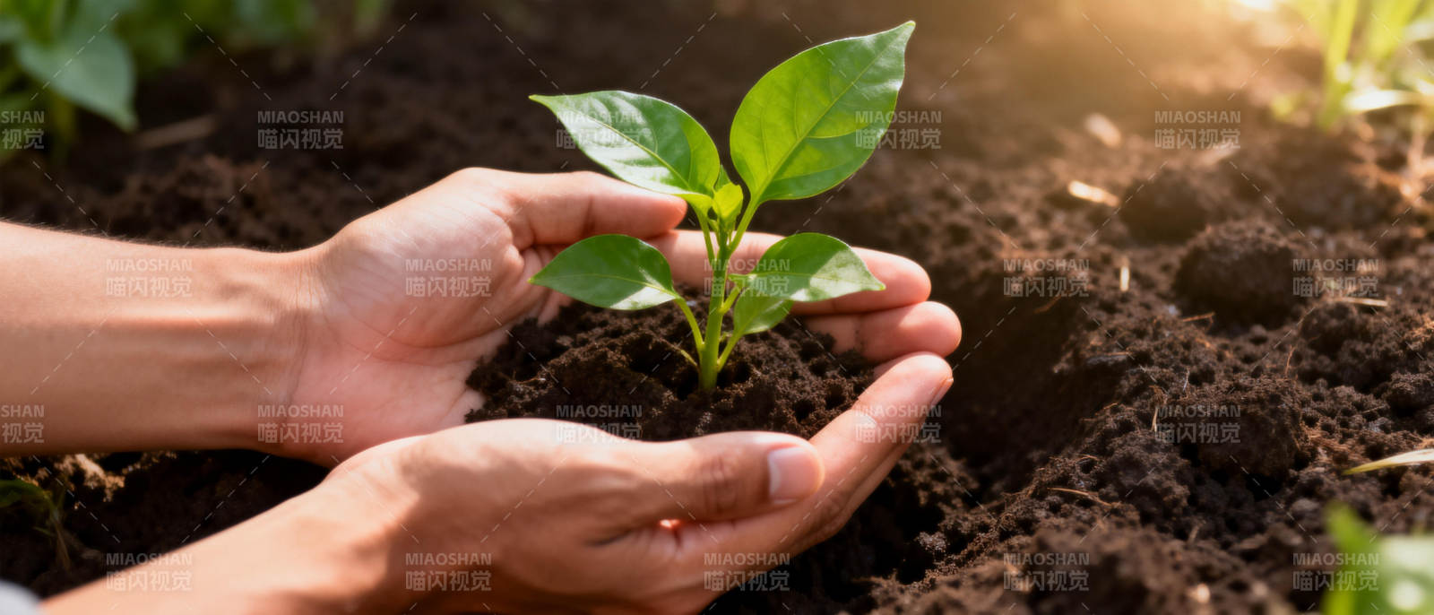 呵护新生绿芽图片