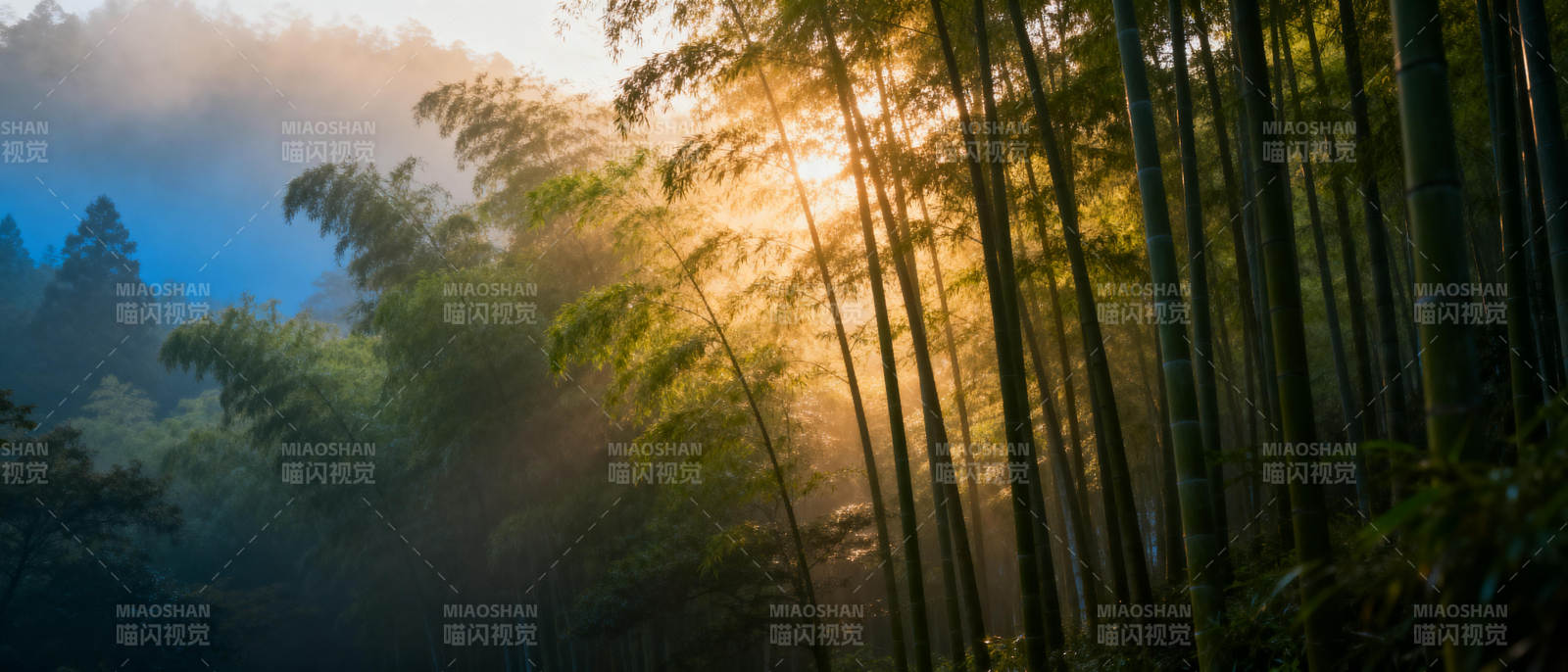 晨雾竹林光影图片