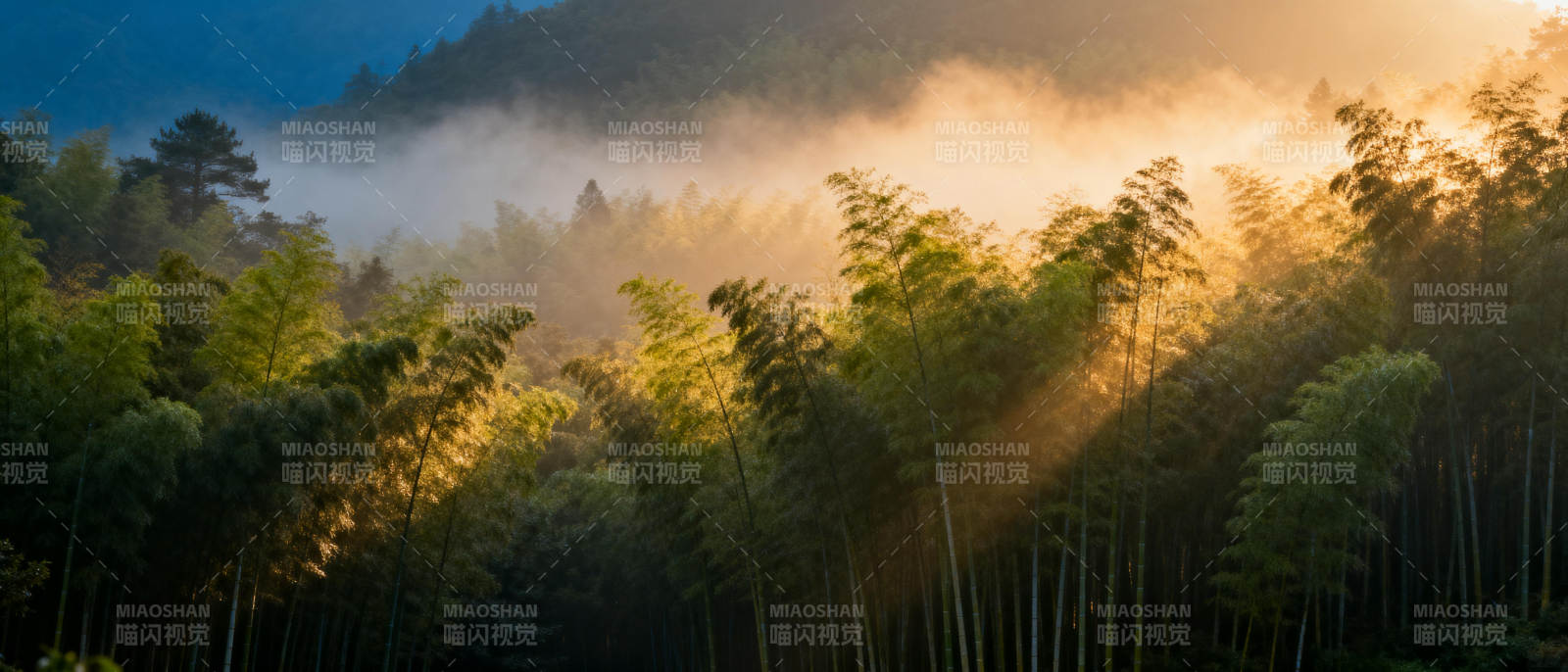 晨雾竹林光影图片