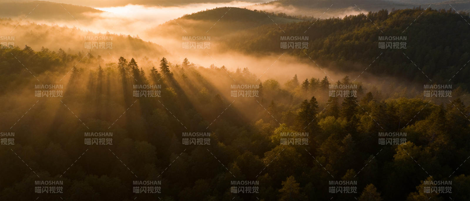 晨雾森林光影图片