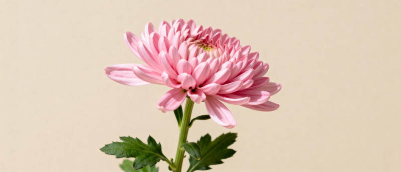 粉菊绽放图片