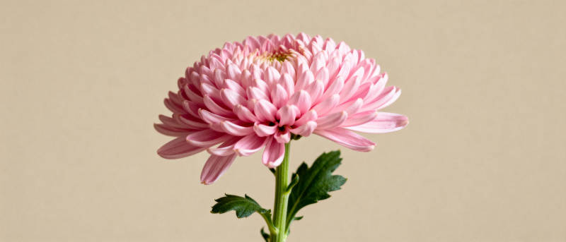 粉菊绽放图片