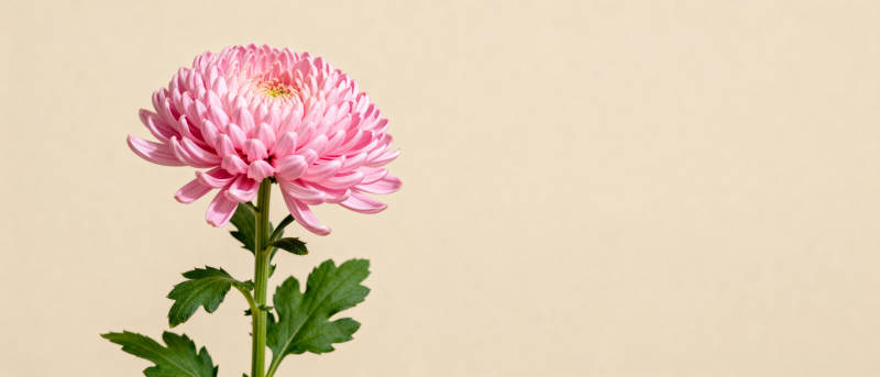 粉菊绽放图片