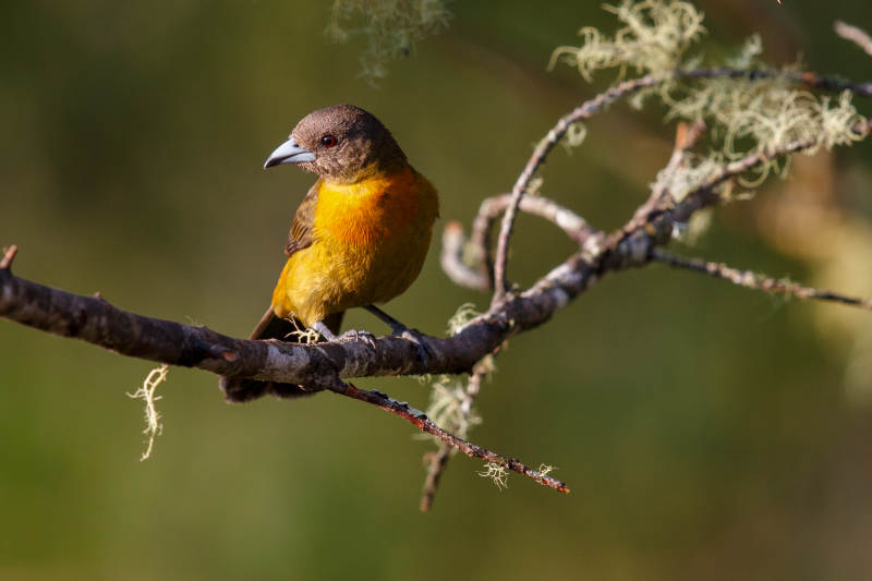 橙腹小鸟栖枝头图片