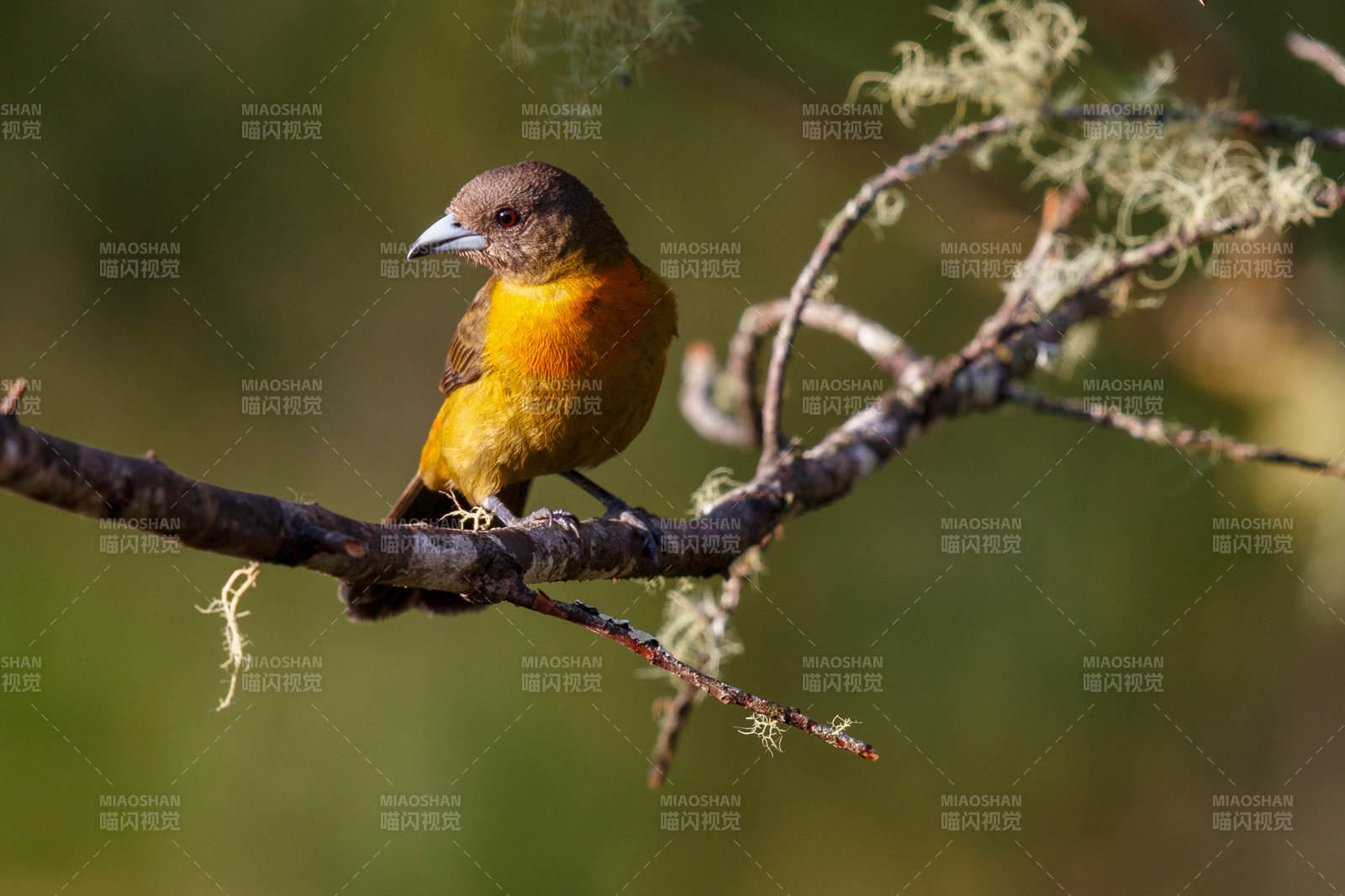 橙腹小鸟栖枝头图片