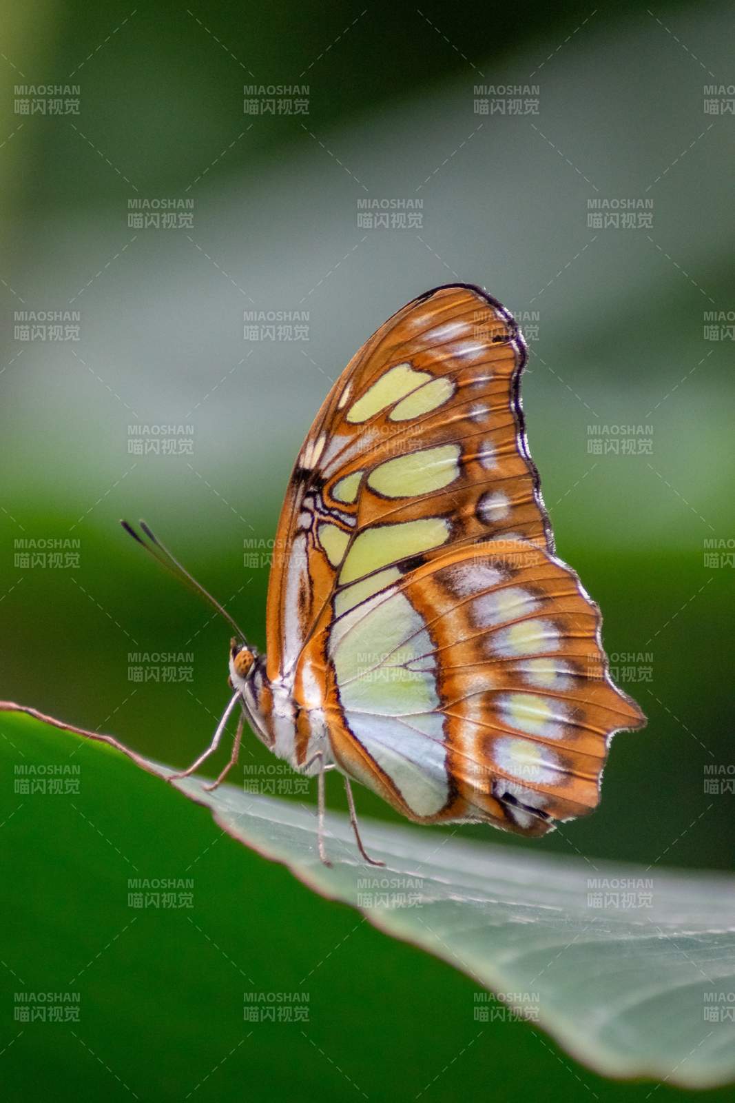 彩蝶栖叶图片