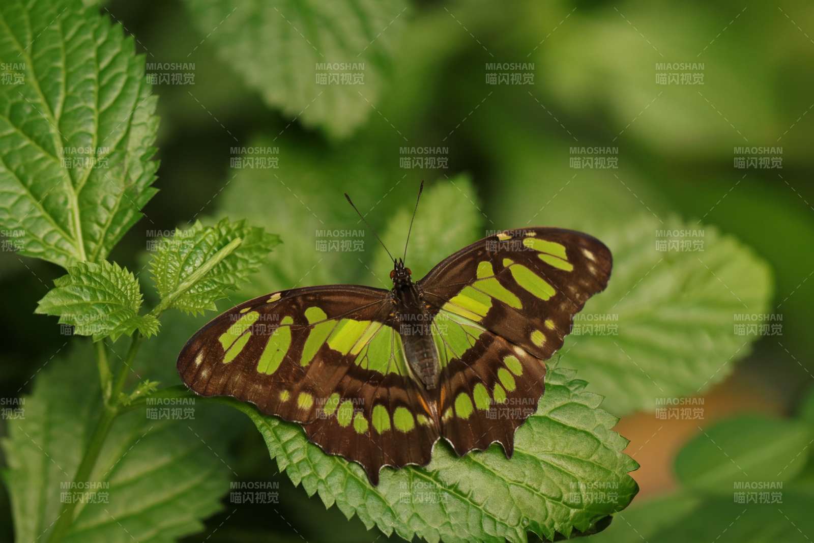 绿叶上的彩蝶图片
