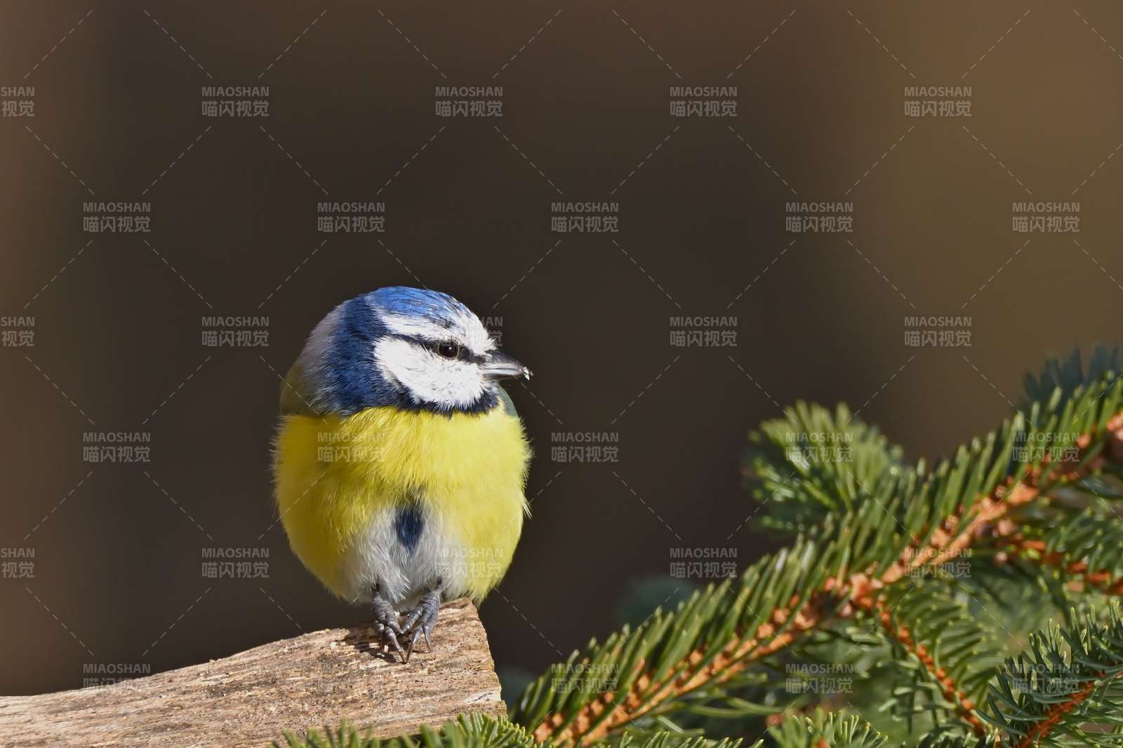 蓝山雀栖枝头图片