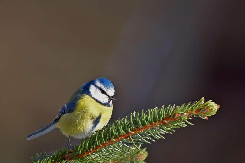 蓝山雀栖枝头图片