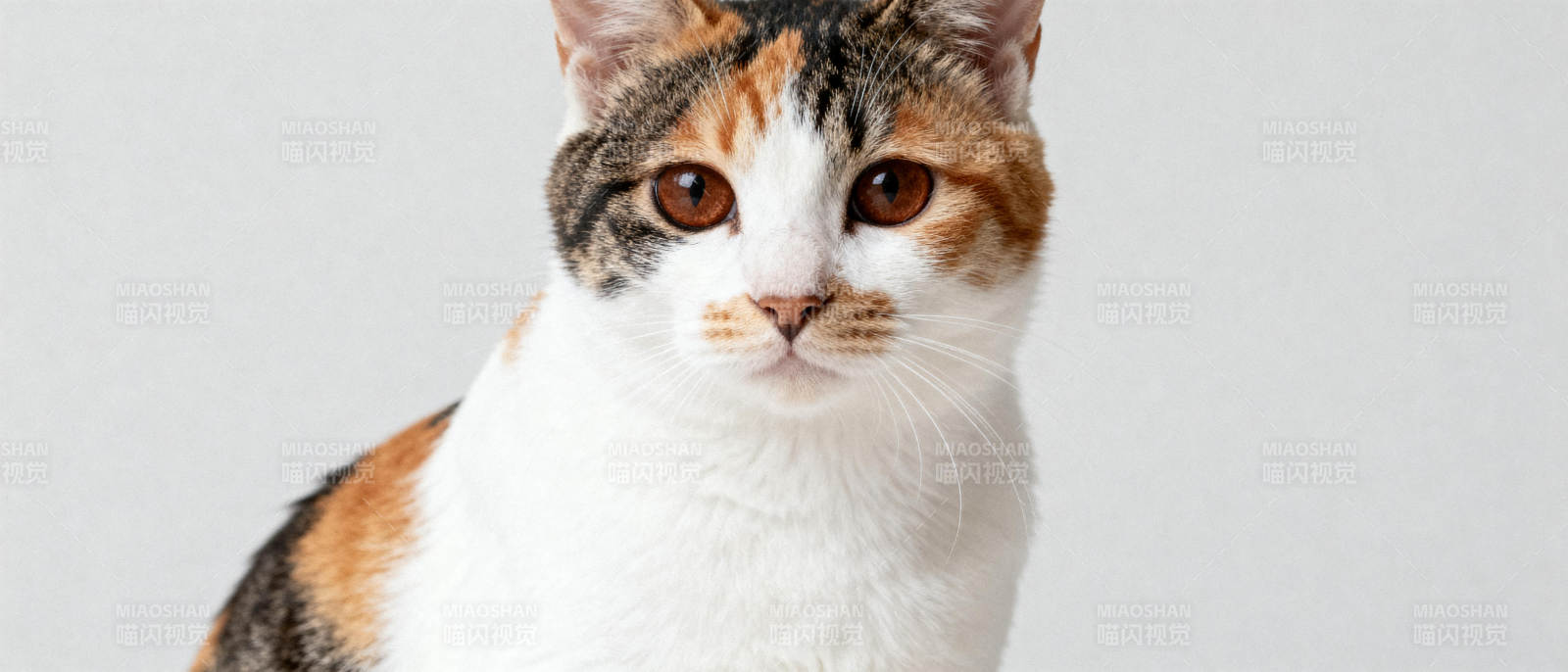 三色猫凝视镜头图片