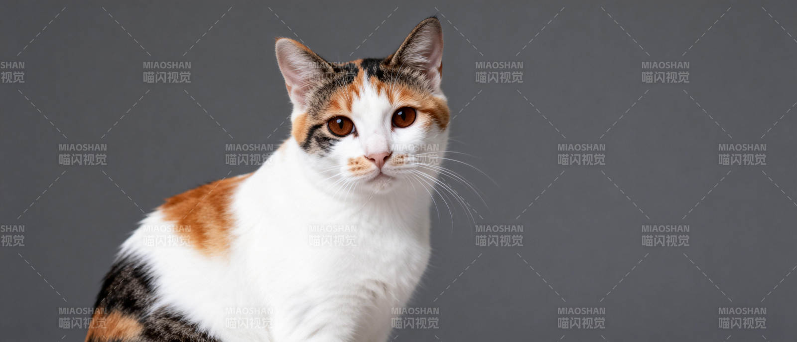 三色猫凝视镜头图片