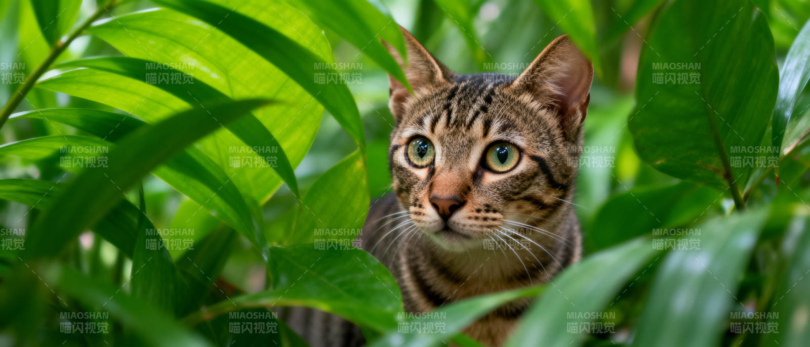 绿叶中的虎斑猫图片