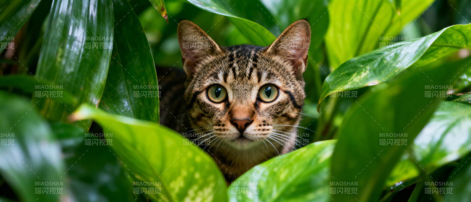 绿叶中的虎斑猫图片