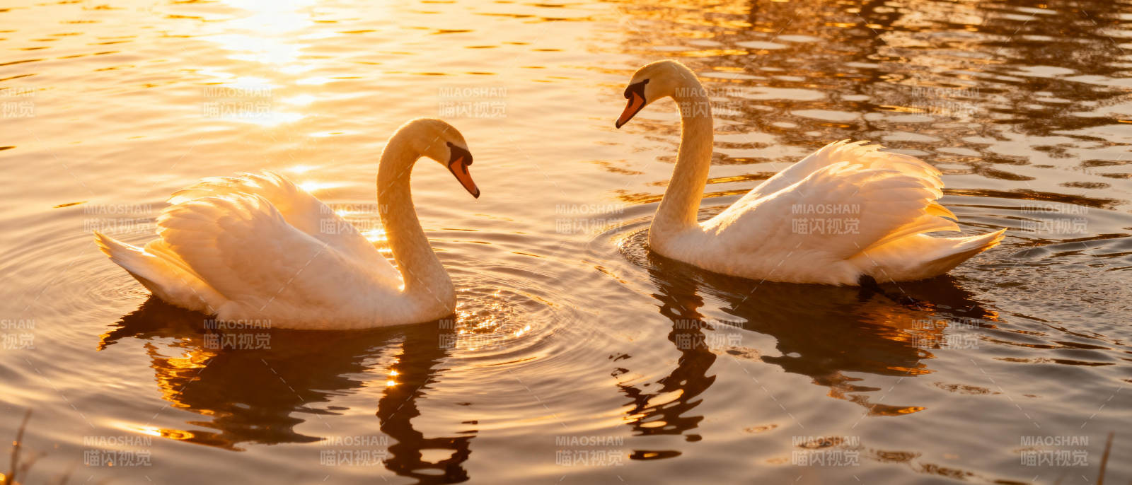 双鹅戏水映金光图片