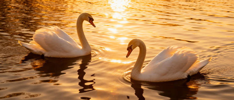 夕阳下的天鹅双影图片