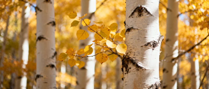 秋日白桦林图片