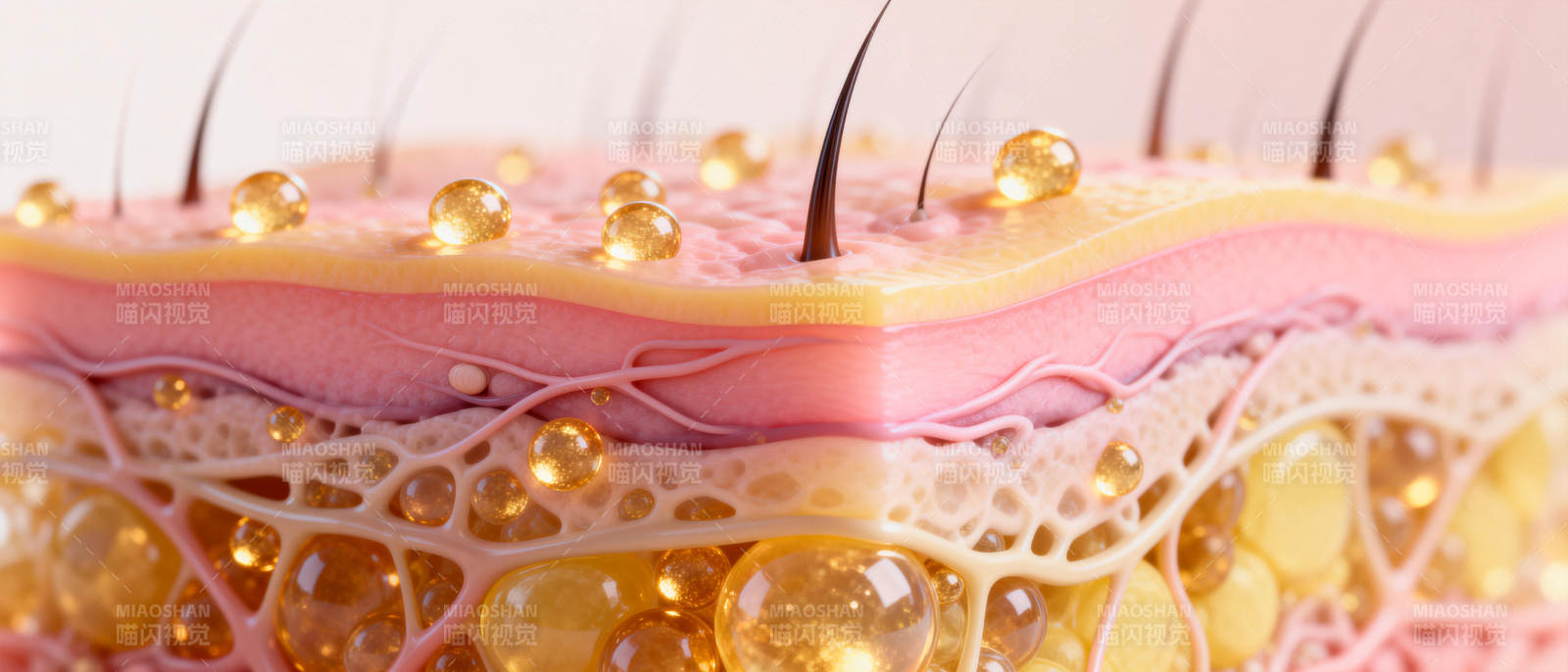 肌肤保湿层结构图片