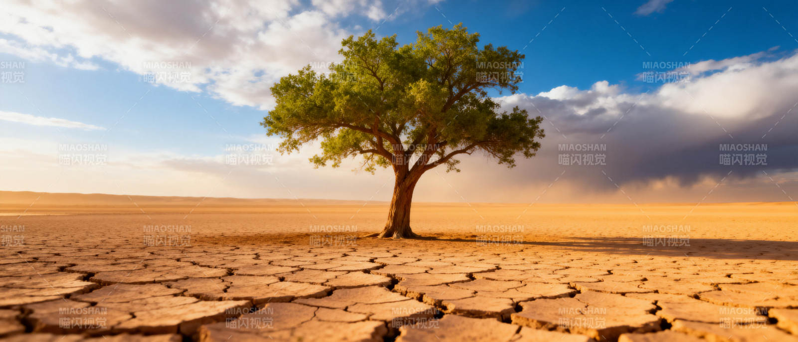 孤树荒漠图片