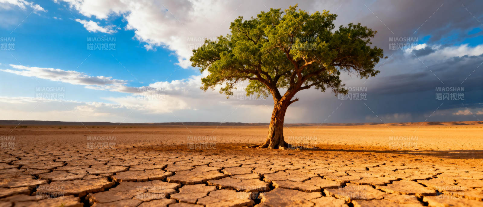孤树屹立干裂大地图片