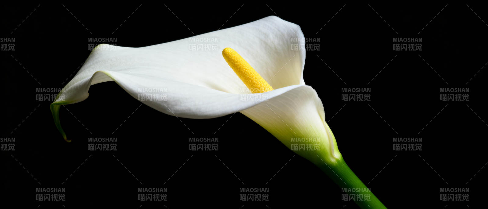 洁白马蹄莲绽放图片