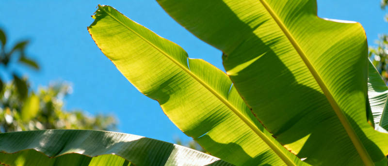 绿叶映蓝天图片