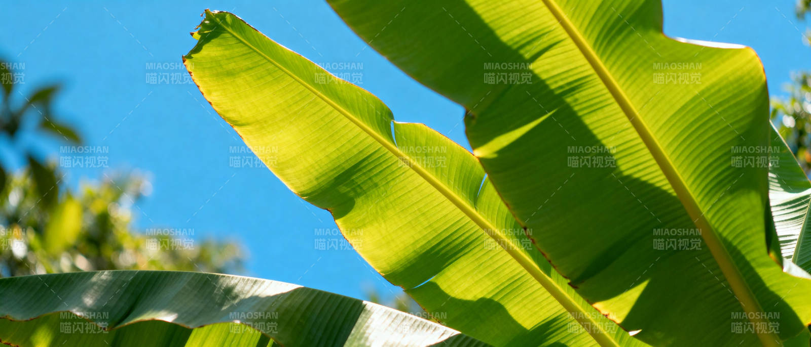 绿叶映蓝天图片