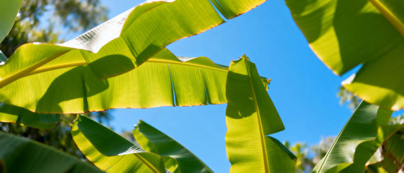 蕉叶映蓝天图片
