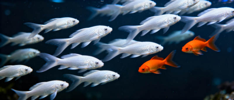 鱼群中的橙色独行者图片