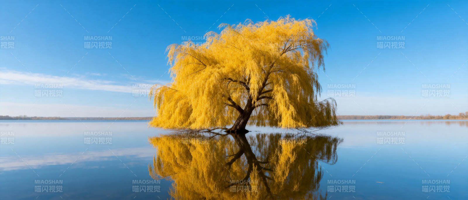 金柳映湖水图片
