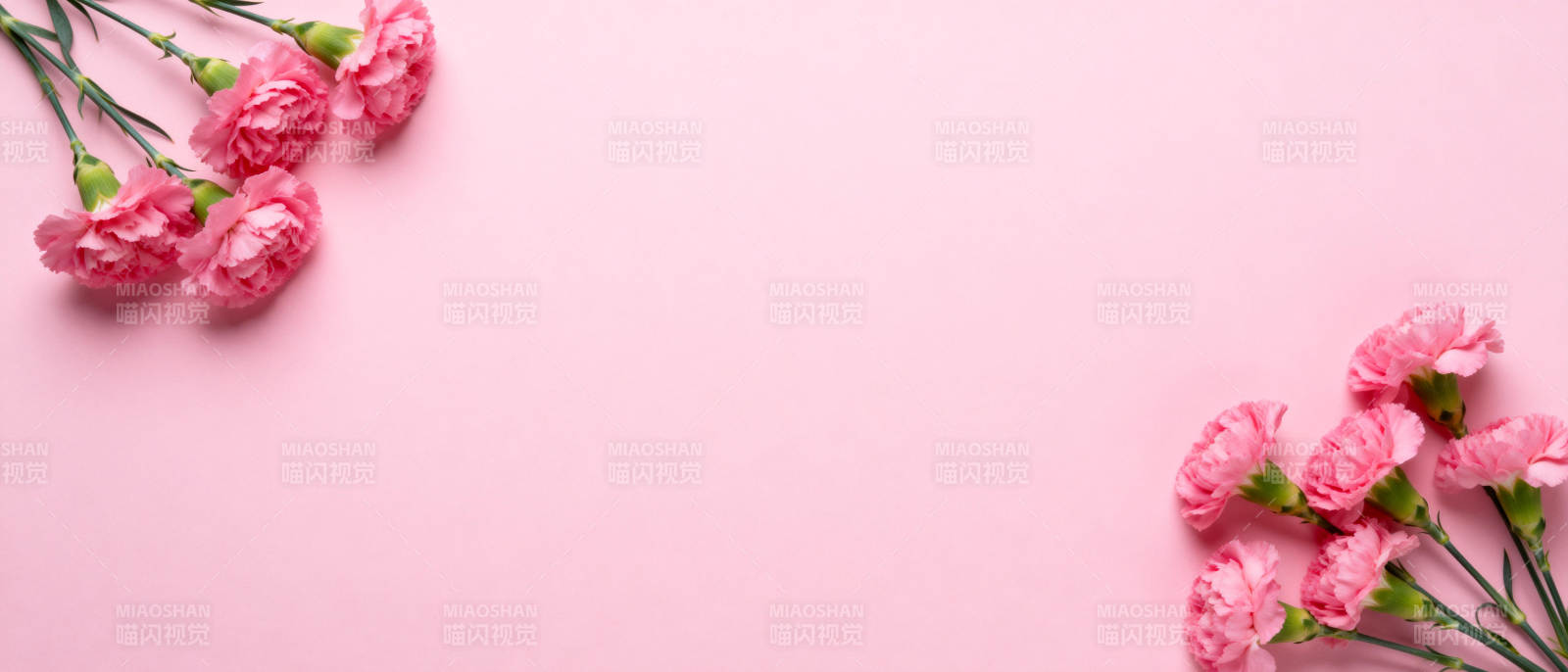 粉色康乃馨静物图片