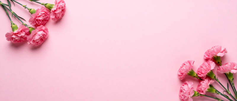 粉色康乃馨静物图片