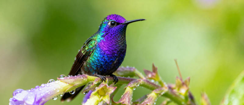 紫蓝蜂鸟栖花枝图片