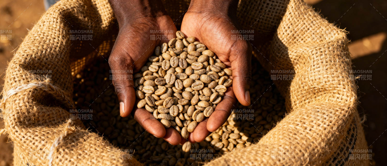 咖啡豆丰收图片