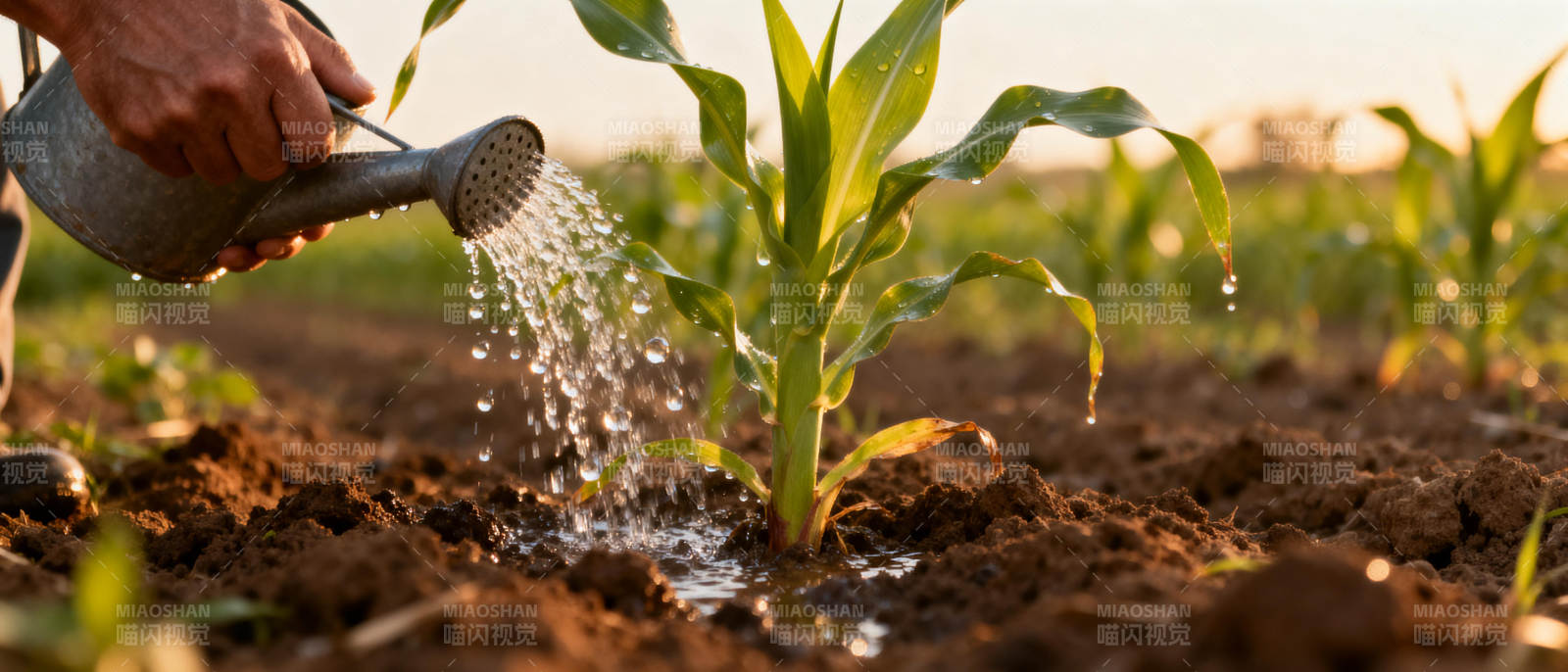 浇灌玉米苗图片