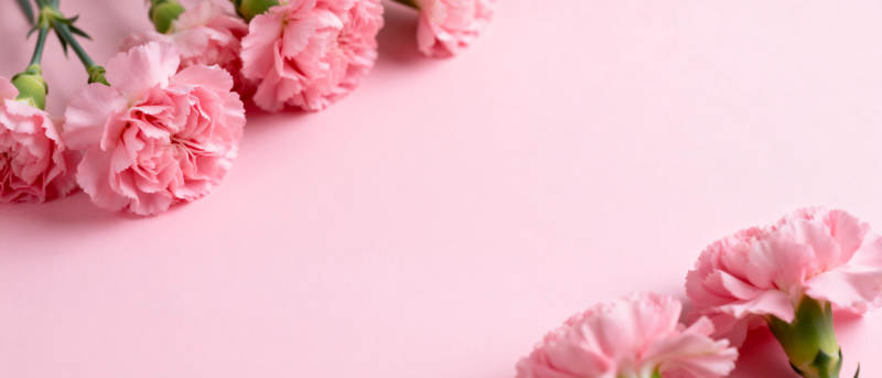 粉红康乃馨绽放图片