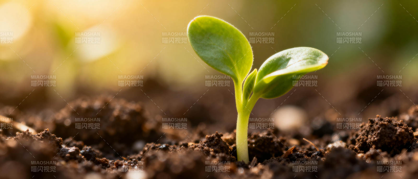 嫩芽破土而出图片