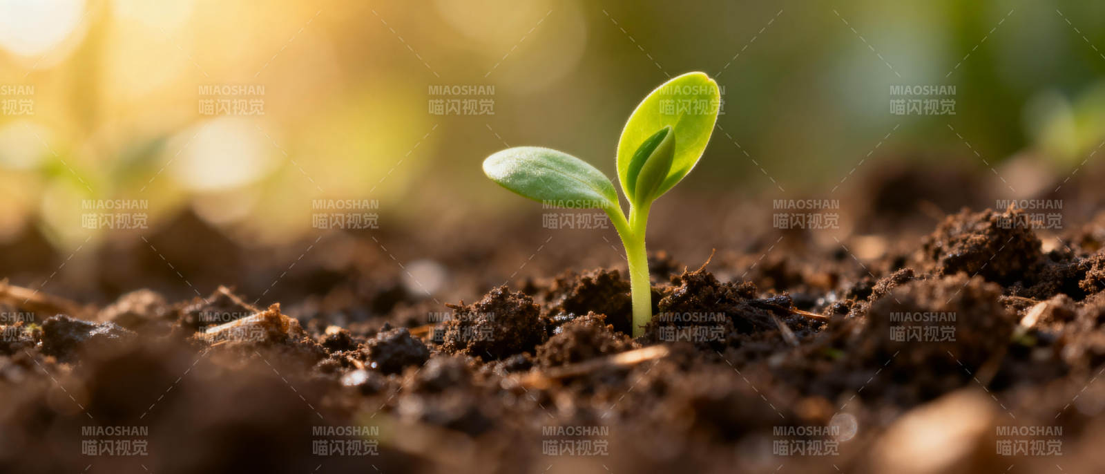 嫩芽破土而出图片