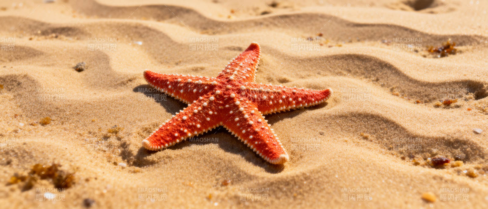 沙滩上的海星图片