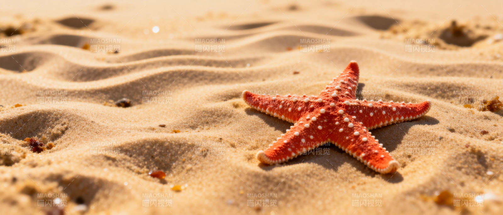 沙滩上的海星图片
