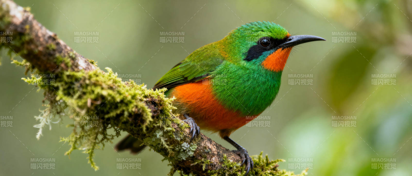 彩鸟栖枝头图片