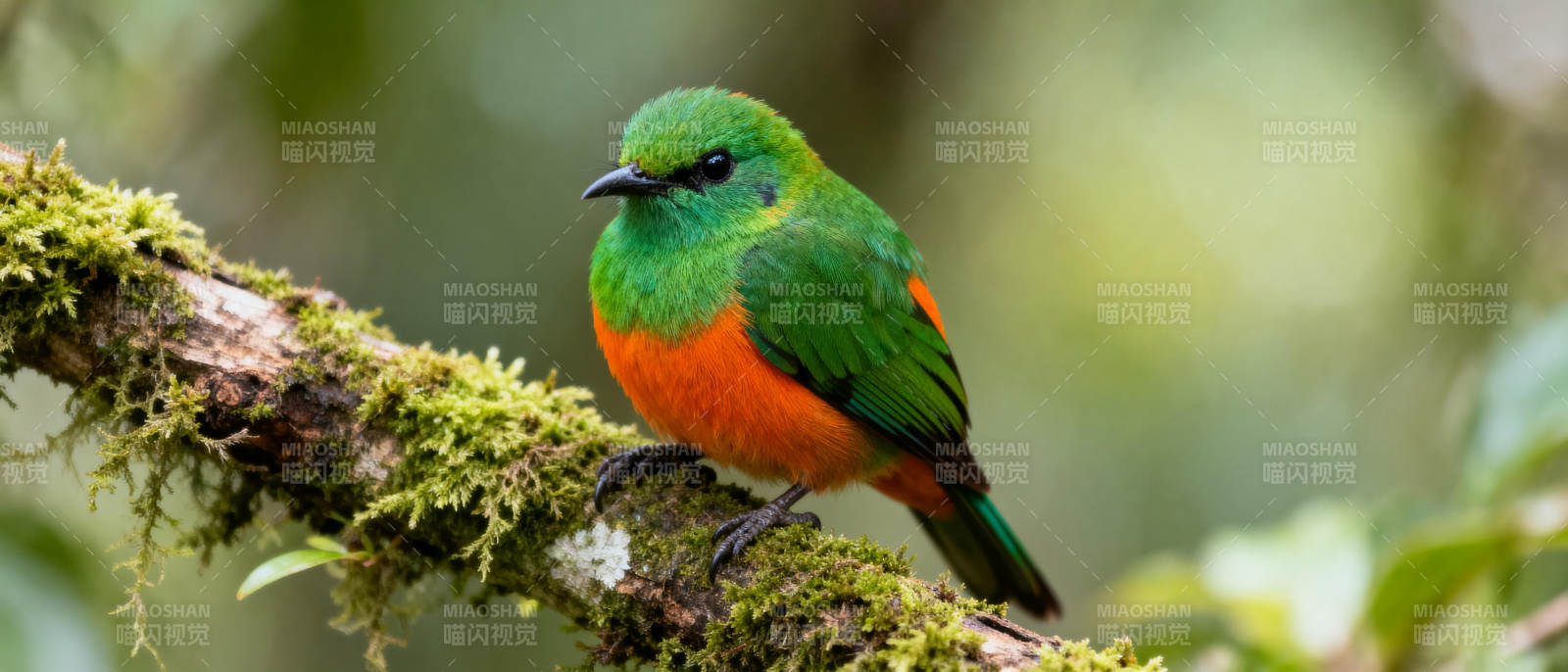 绿橙相间的鸟栖枝头图片