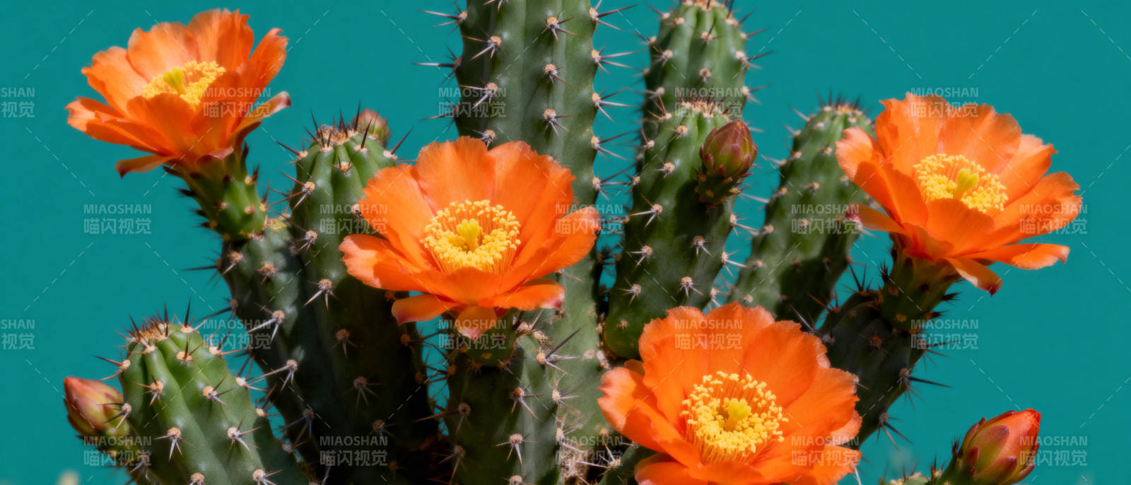 仙人掌绽放橙花图片