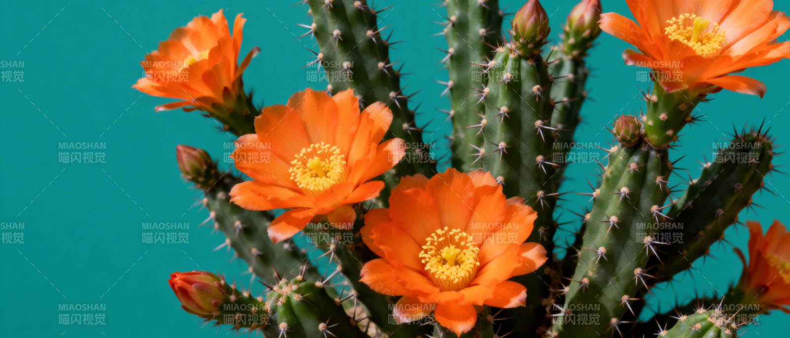 橙花仙人掌绽放图片