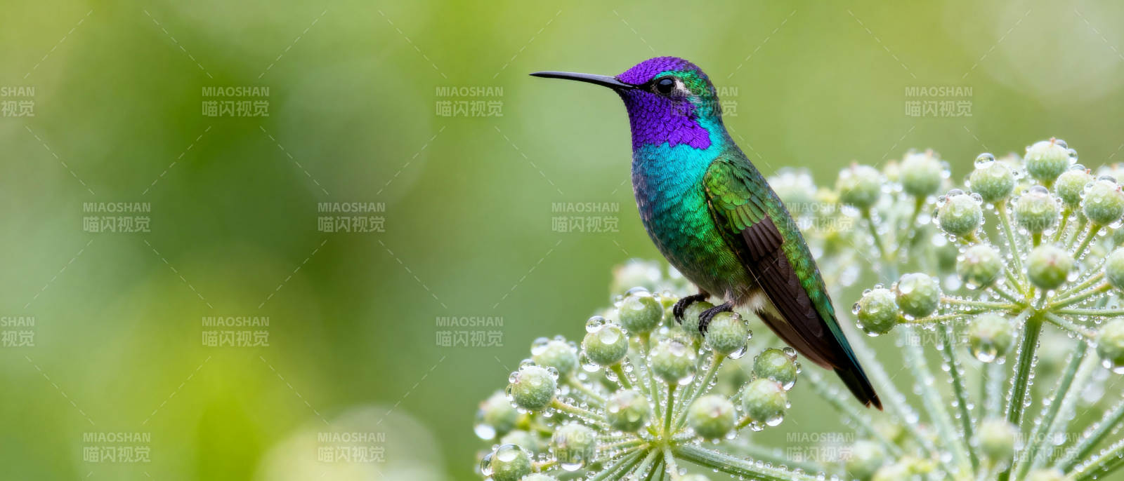 紫冠蜂鸟栖花枝图片