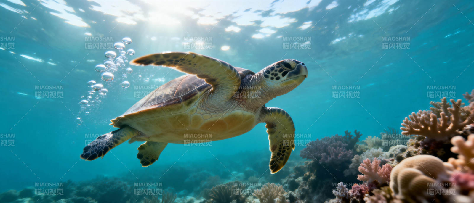 海龟游弋珊瑚礁图片