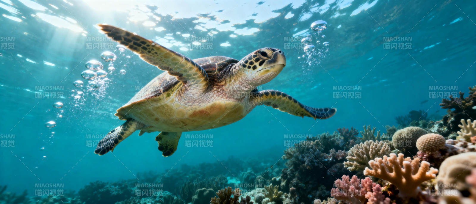 海龟游弋珊瑚礁图片